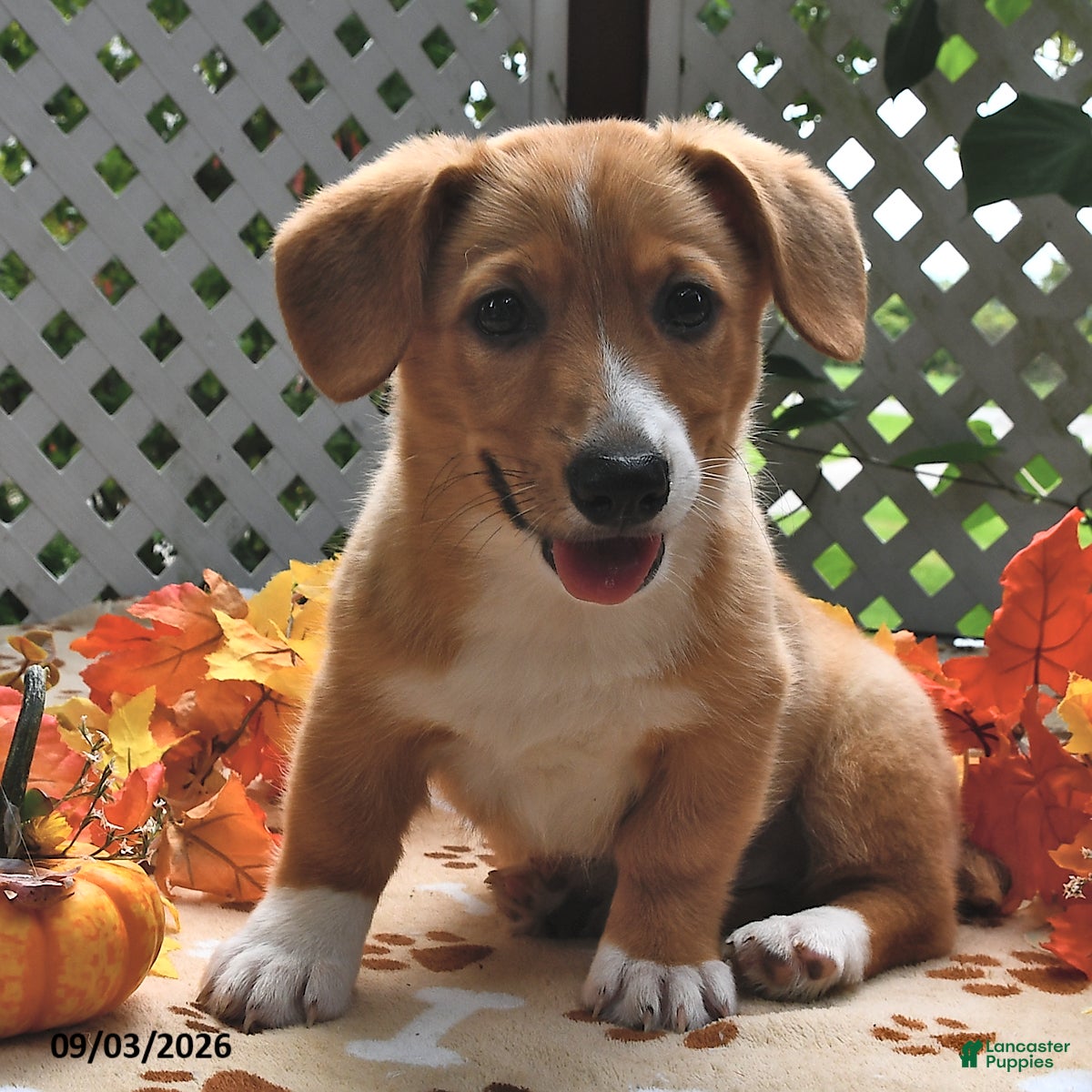 Welsh Corgi Pembroke dogs Dexter - Ad 1