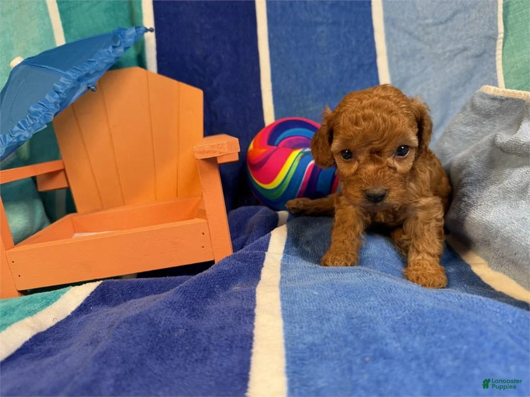 Toy Poodle dogs for sale: Milo - Ad 1