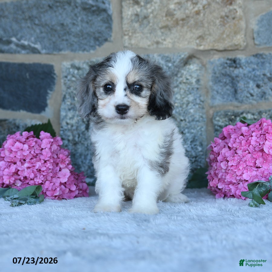 Cavachon dogs Fluffy - Ad 2