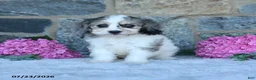 Cavachon dogs for sale: Fluffy - Ad 2
