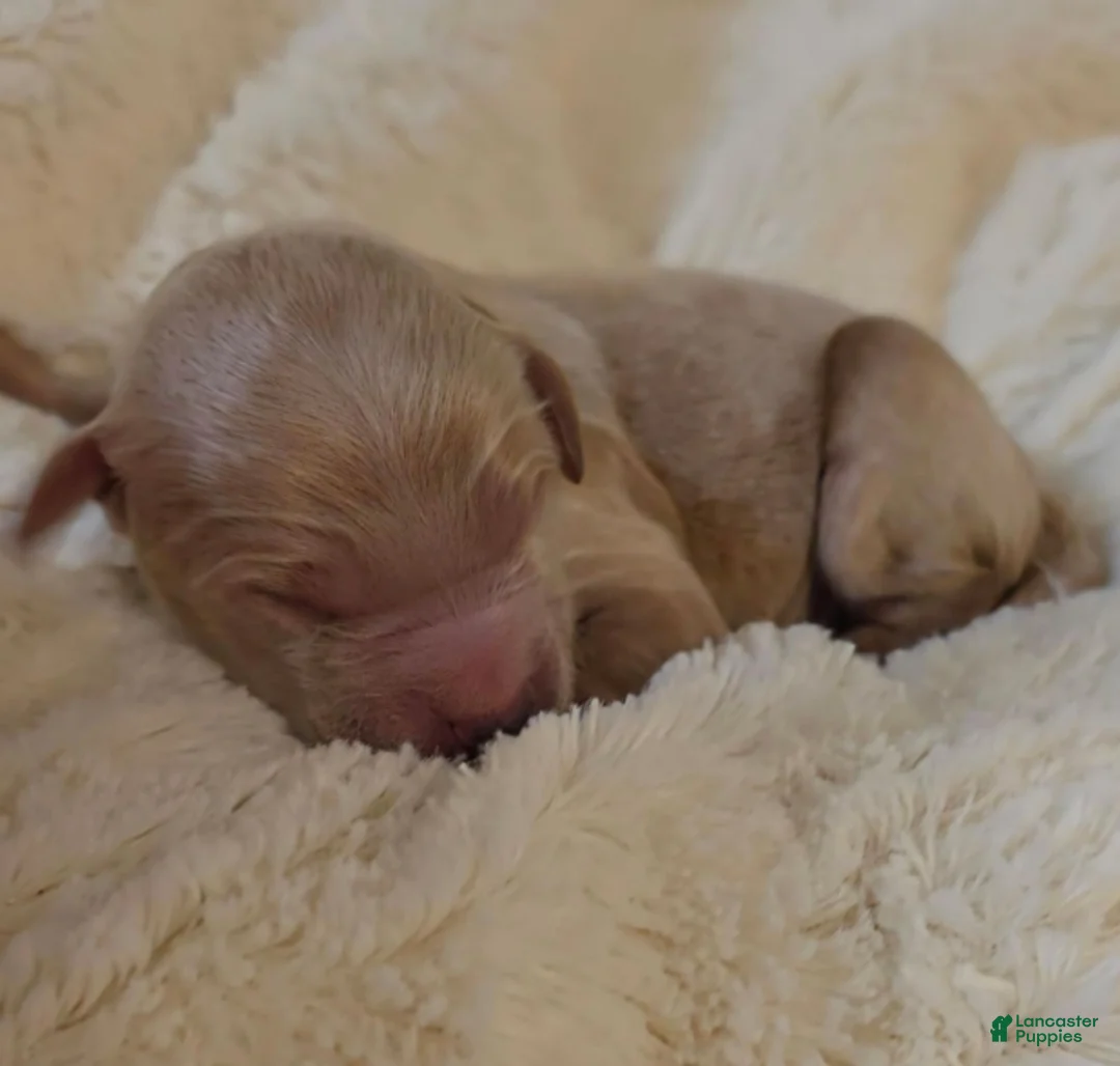 Mini Goldendoodle dogs for sale: Oak - Ad 1