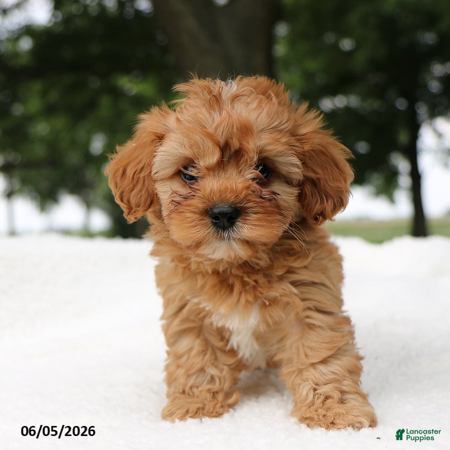 Cavapoo dogs Tinker - Ad 2