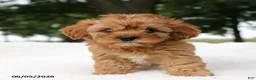 Cavapoo dogs for sale: Tinker - Ad 2