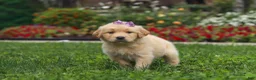 Golden Retriever dogs for sale: Becky - Ad 10