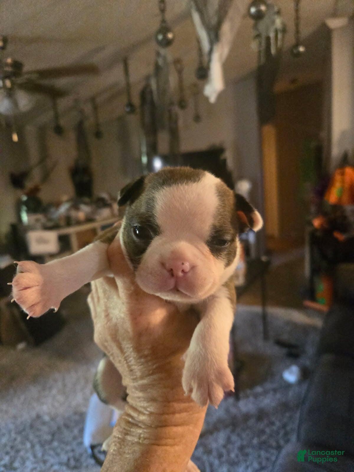 Boston Terrier dogs Theodore - Ad 2