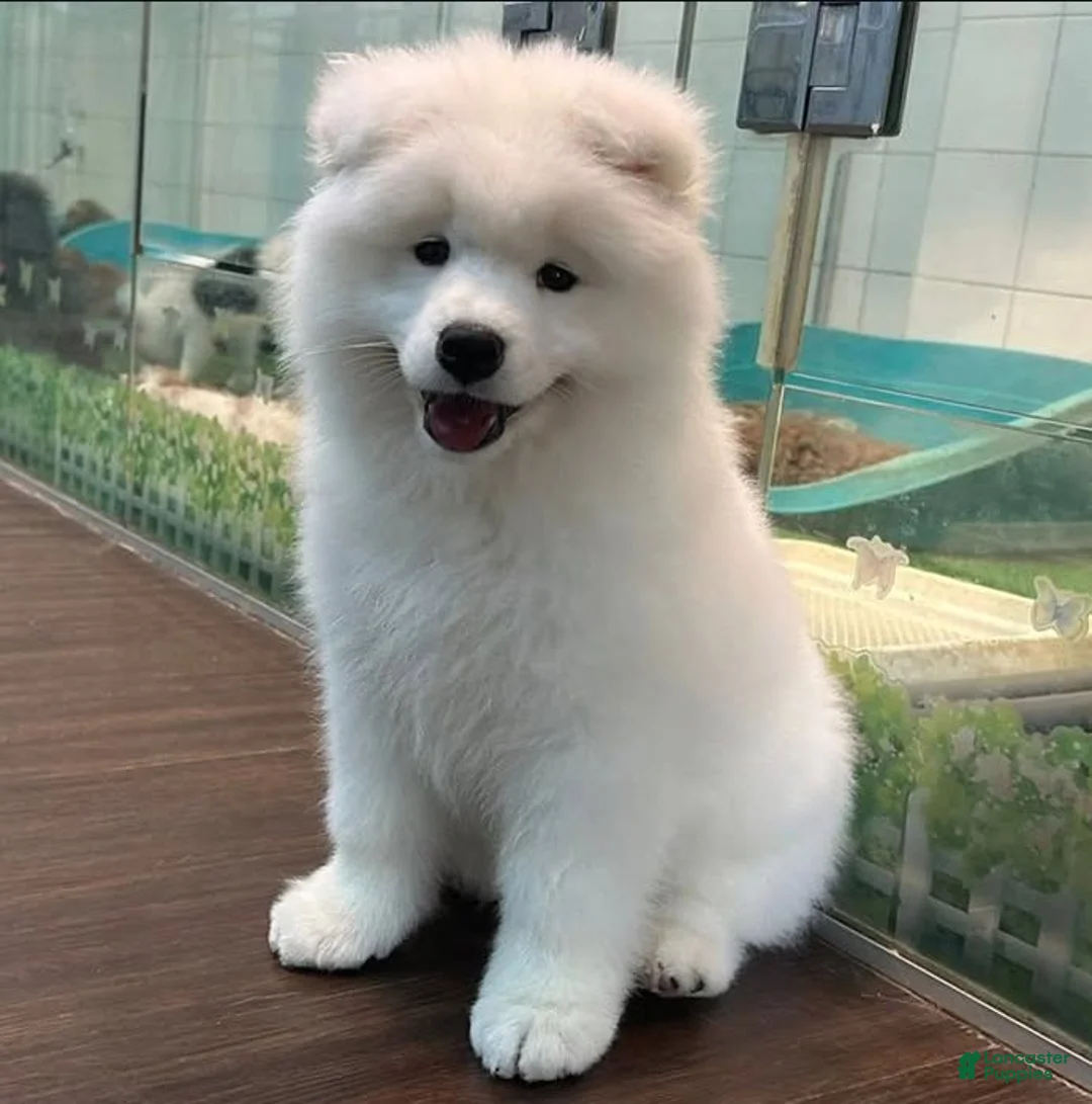 Samoyed dogs for sale: Mochi - Ad 1