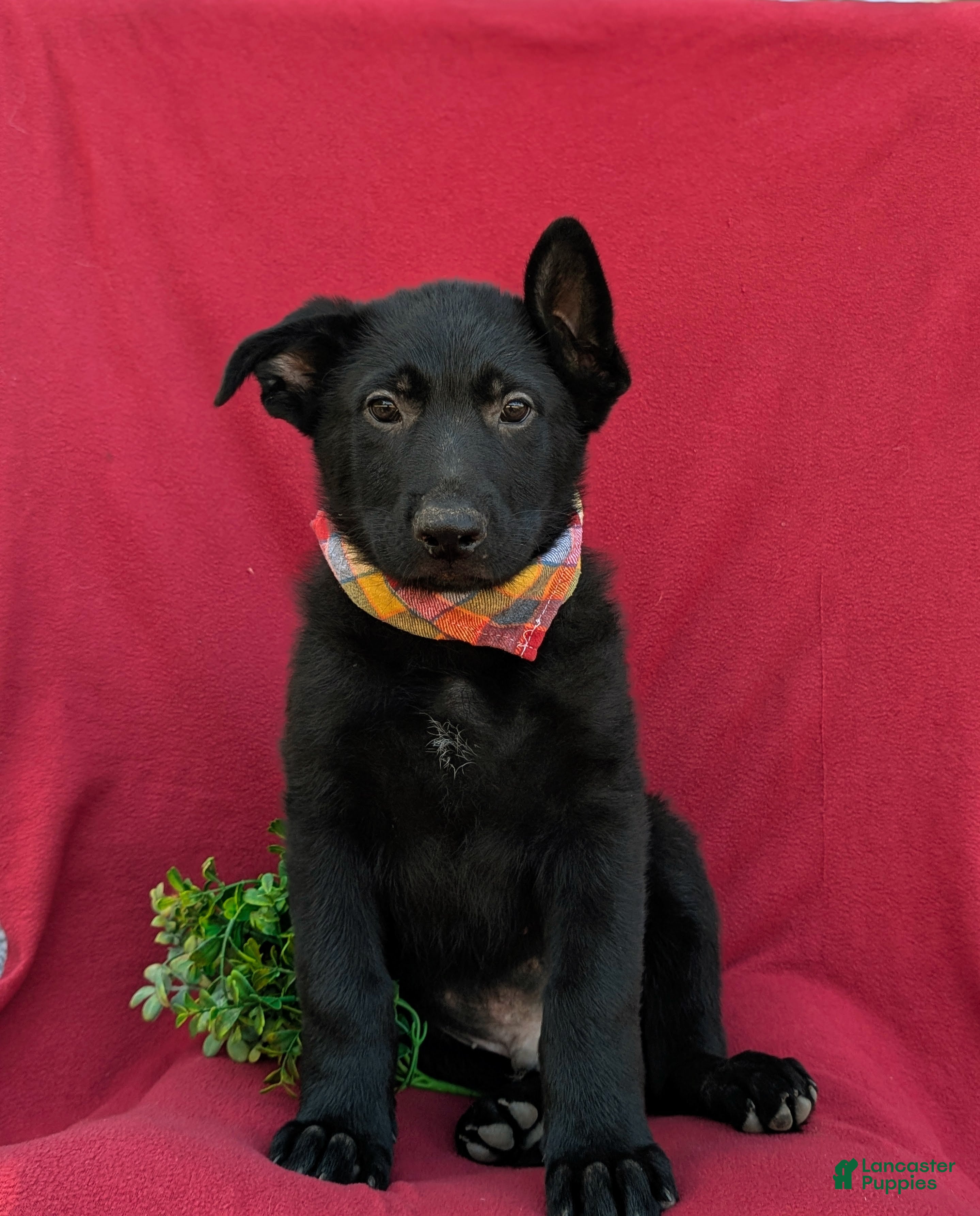 German Shepherd dogs Maverick - Ad 2