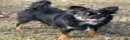 Chihuahua dogs for sale: Serenity  - Ad 4