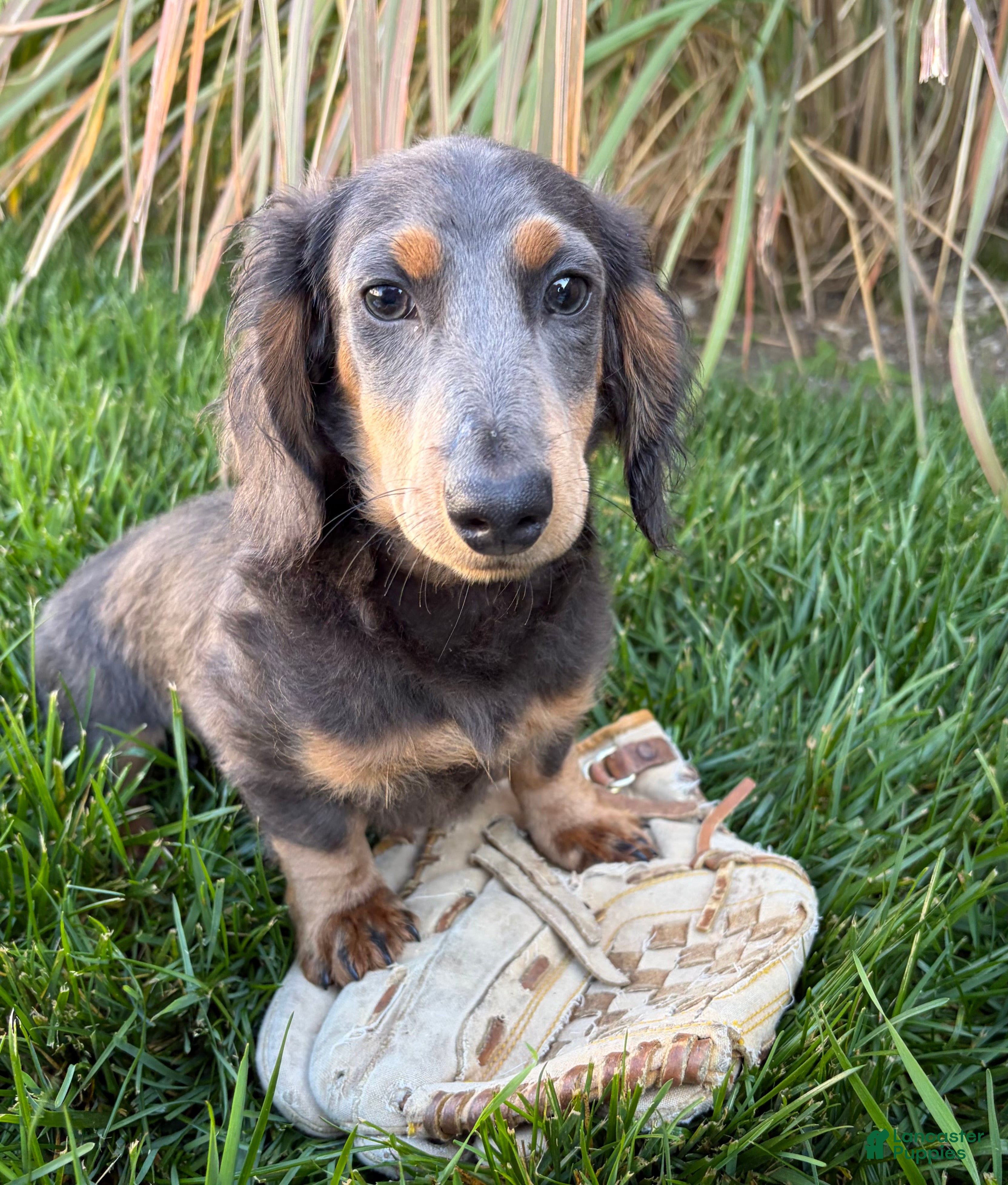 Miniature Dachshund dogs for sale: Nash - Ad 2