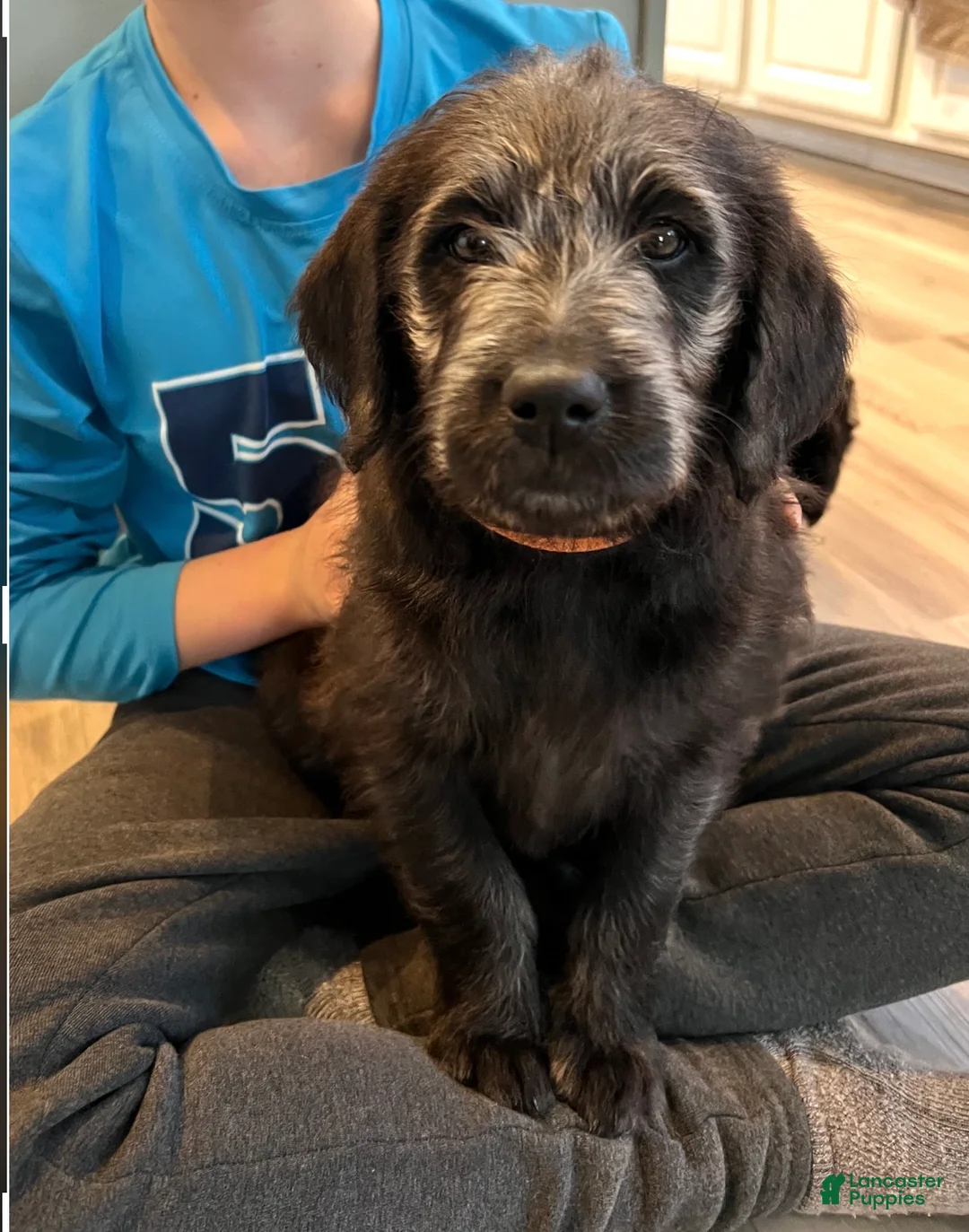 Labradoodle dogs for sale: Lucky  - Ad 2