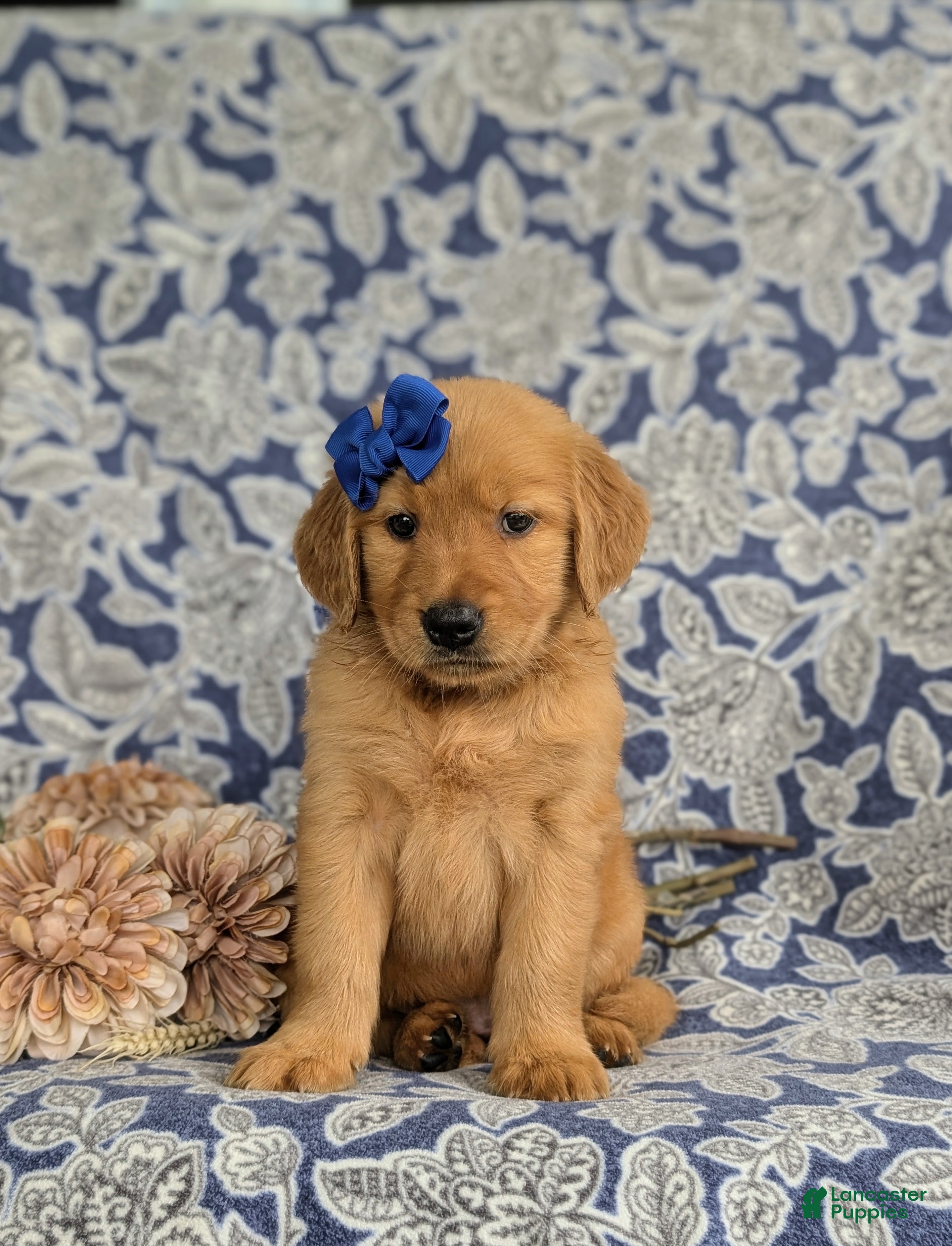 Golden Retriever dogs Zahara AKC Reg - Ad 2