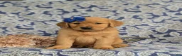 Golden Retriever dogs for sale: Zahara AKC Reg - Ad 2