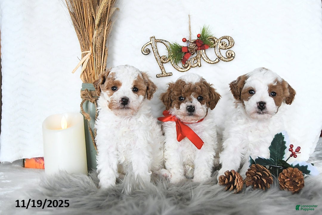 Cavapoo dogs for sale: Savanna HOUSE RAISED - Ad 3