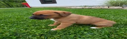 Mixed Breed dogs for sale: Remi - Ad 7