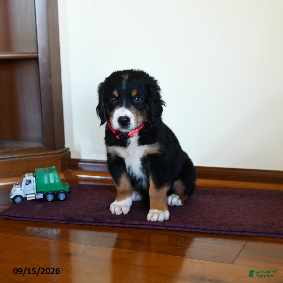 Greater Swiss Mountain Dog dogs Wiley - Ad 2