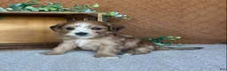 Havanese dogs for sale: Boomer - Ad 11
