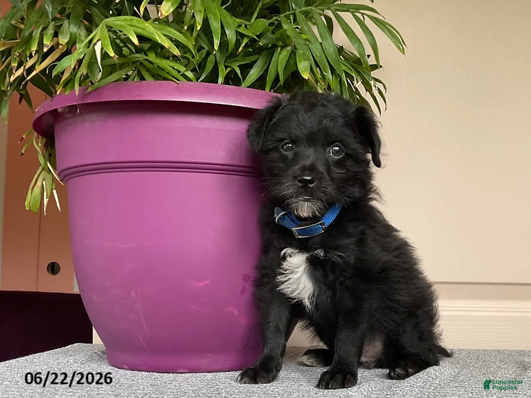 Mixed Breed dogs for sale: Leslie - Ad 4