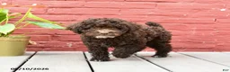 Toy Poodle dogs for sale: Jeremy - Ad 4