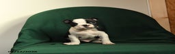 Boston Terrier dogs for sale: Felix - Ad 4