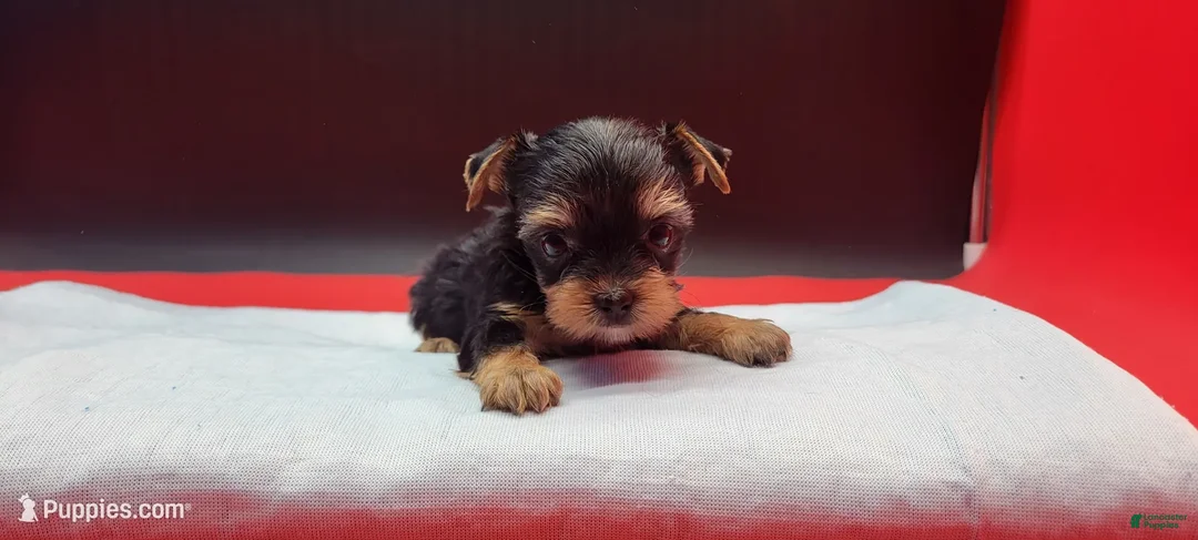 Yorkshire Terrier dogs for sale: Yorkshire Terrier 1 - Ad 4