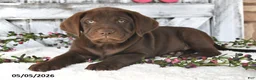 Labrador Retriever dogs for sale: Mason - Ad 4