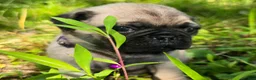 Pug dogs for sale: Manny - Ad 16