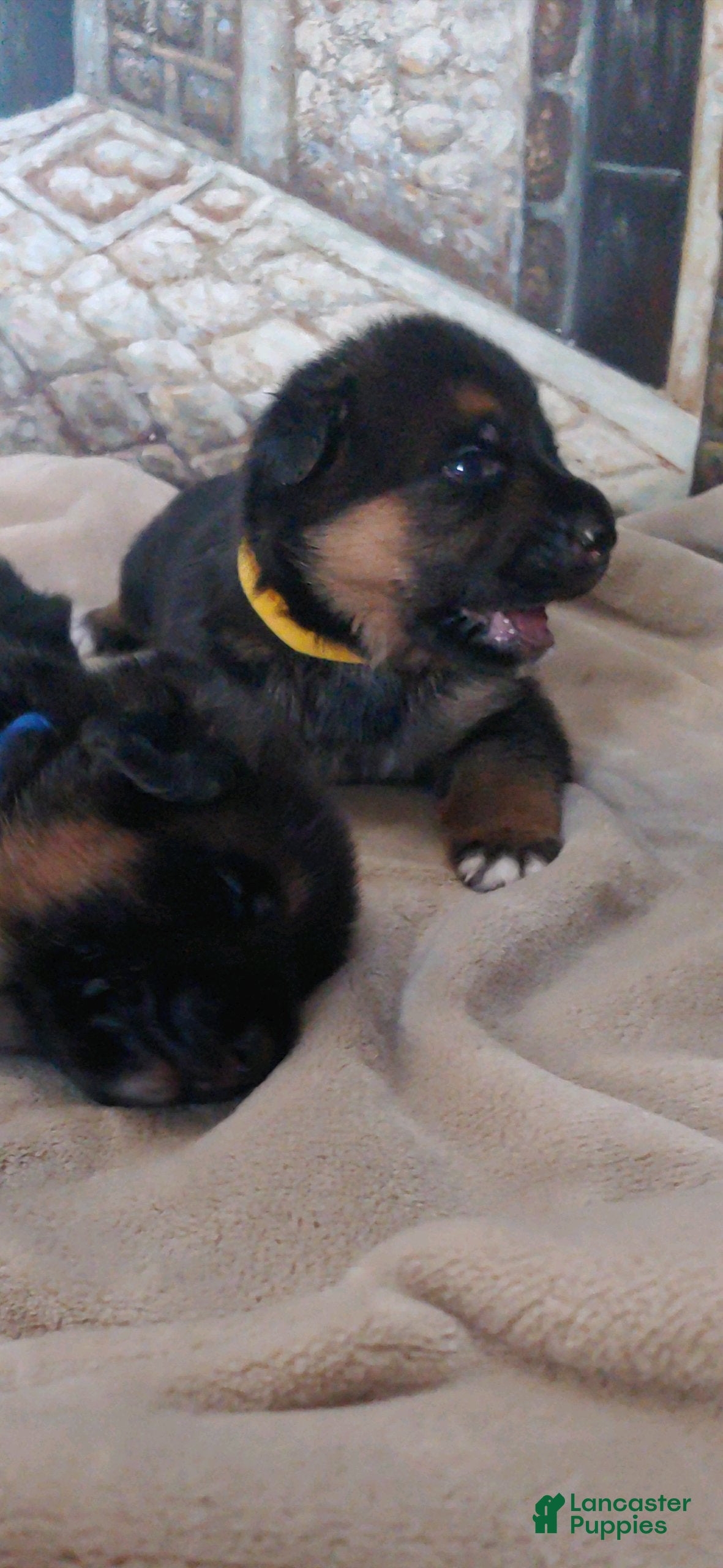 German Shepherd dogs Betty - Ad 1