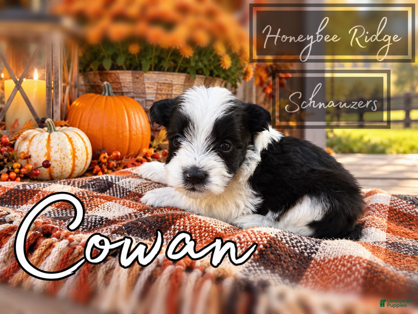 Miniature Schnauzer dogs for sale: Akc Cowan - Ad 1