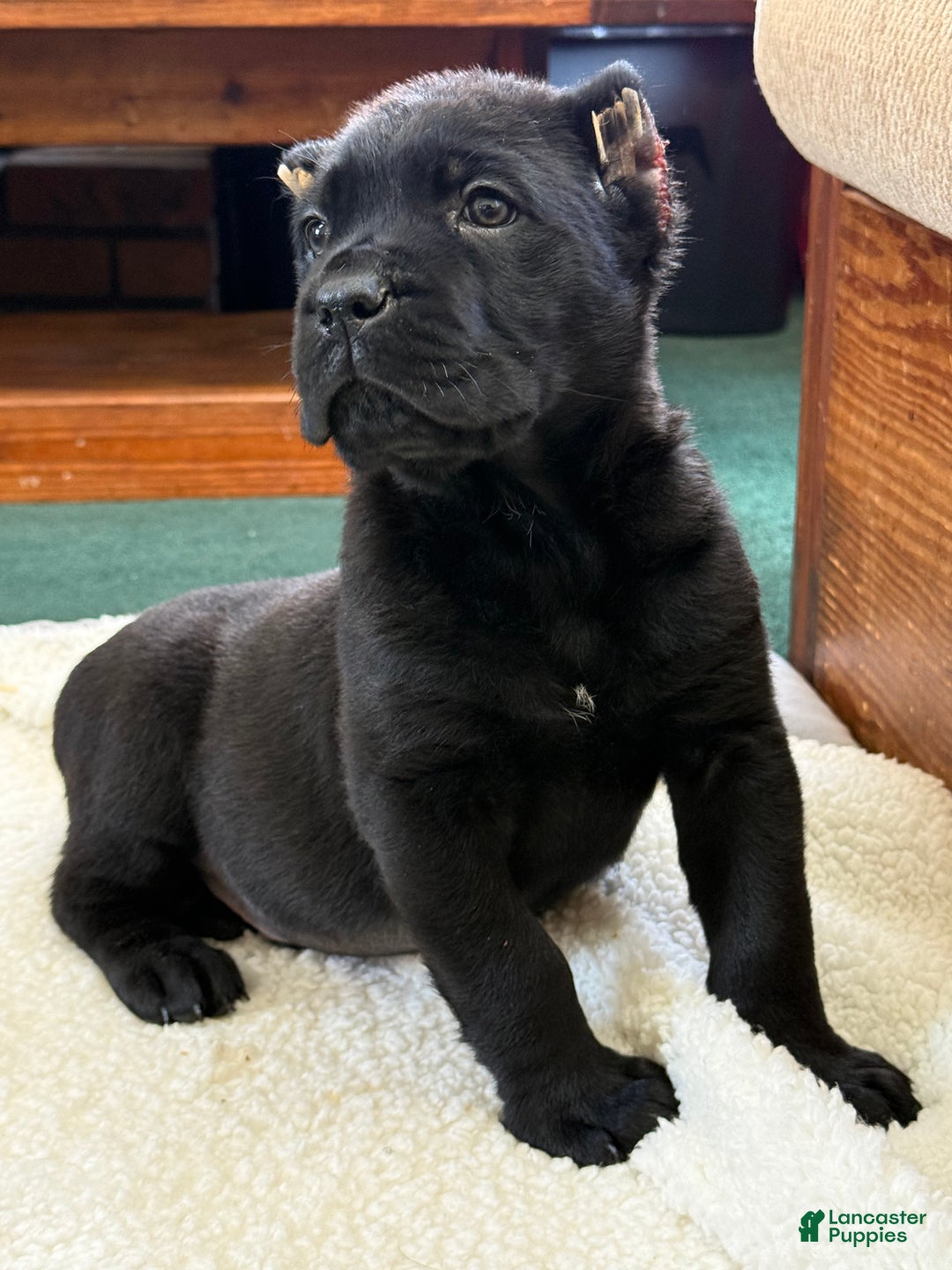 Cane Corso dogs for sale: Axle - Ad 4