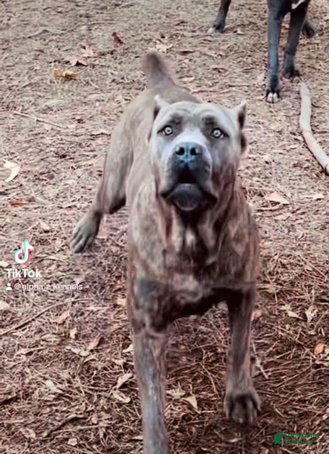 Cane Corso dogs for sale: Cane Corso Puppy 4 - Ad 5