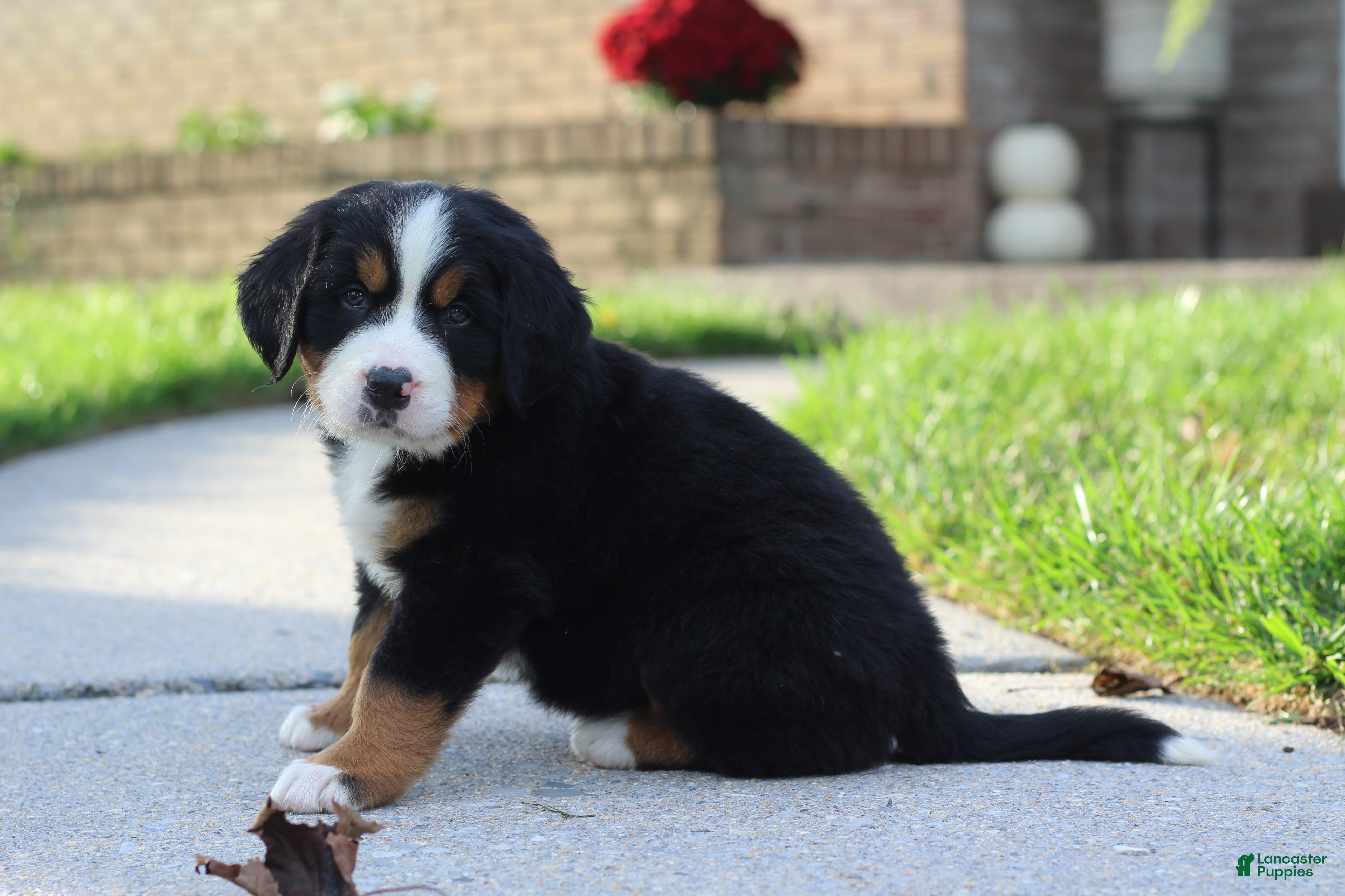 Bernese Mountain Dog dogs Baxter  - Ad 9