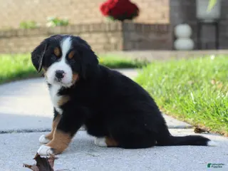 Bernese Mountain Dog dogs Baxter - Ad 9