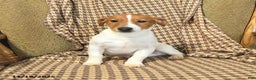 Jack Russell Terrier dogs for sale: Shannon - Ad 2