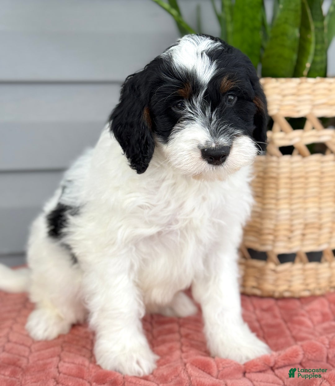 Mini Bernedoodle dogs for sale: Forrest - Ad 6