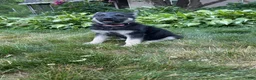 German Shepherd dogs for sale: Nala  - Ad 2