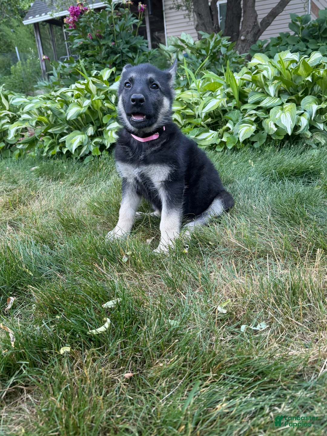 German Shepherd dogs for sale: Nala  - Ad 2