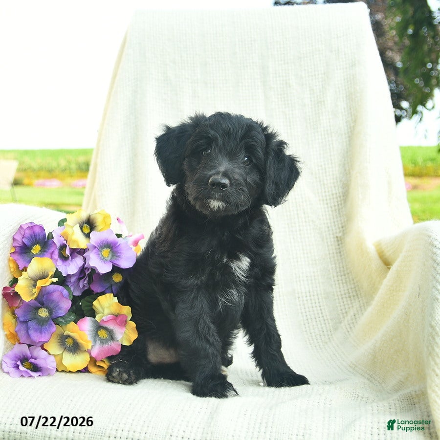 Bordoodle dogs Dolly - Ad 1