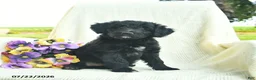 Bordoodle dogs for sale: Dolly - Ad 1