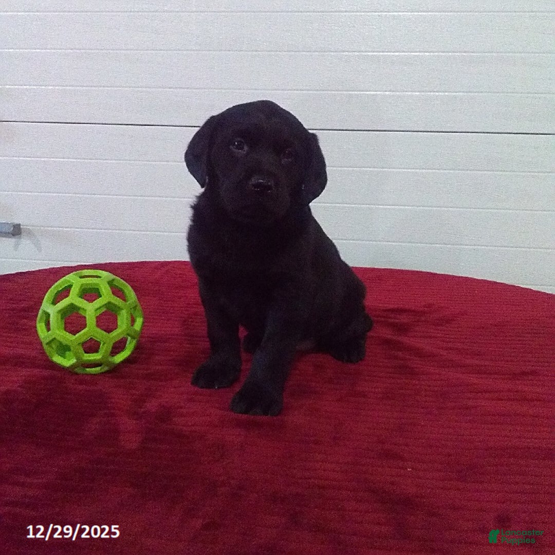 Labrador Retriever dogs for sale: Trixie - Ad 2
