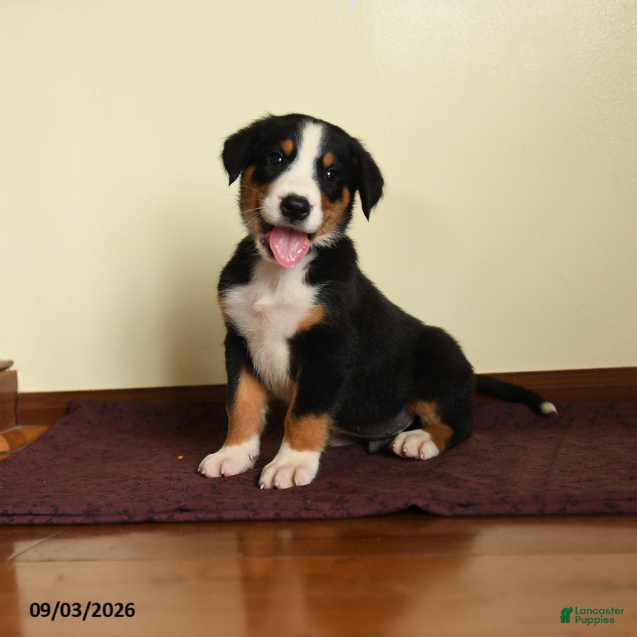 Greater Swiss Mountain Dog dogs Josiah - Ad 1