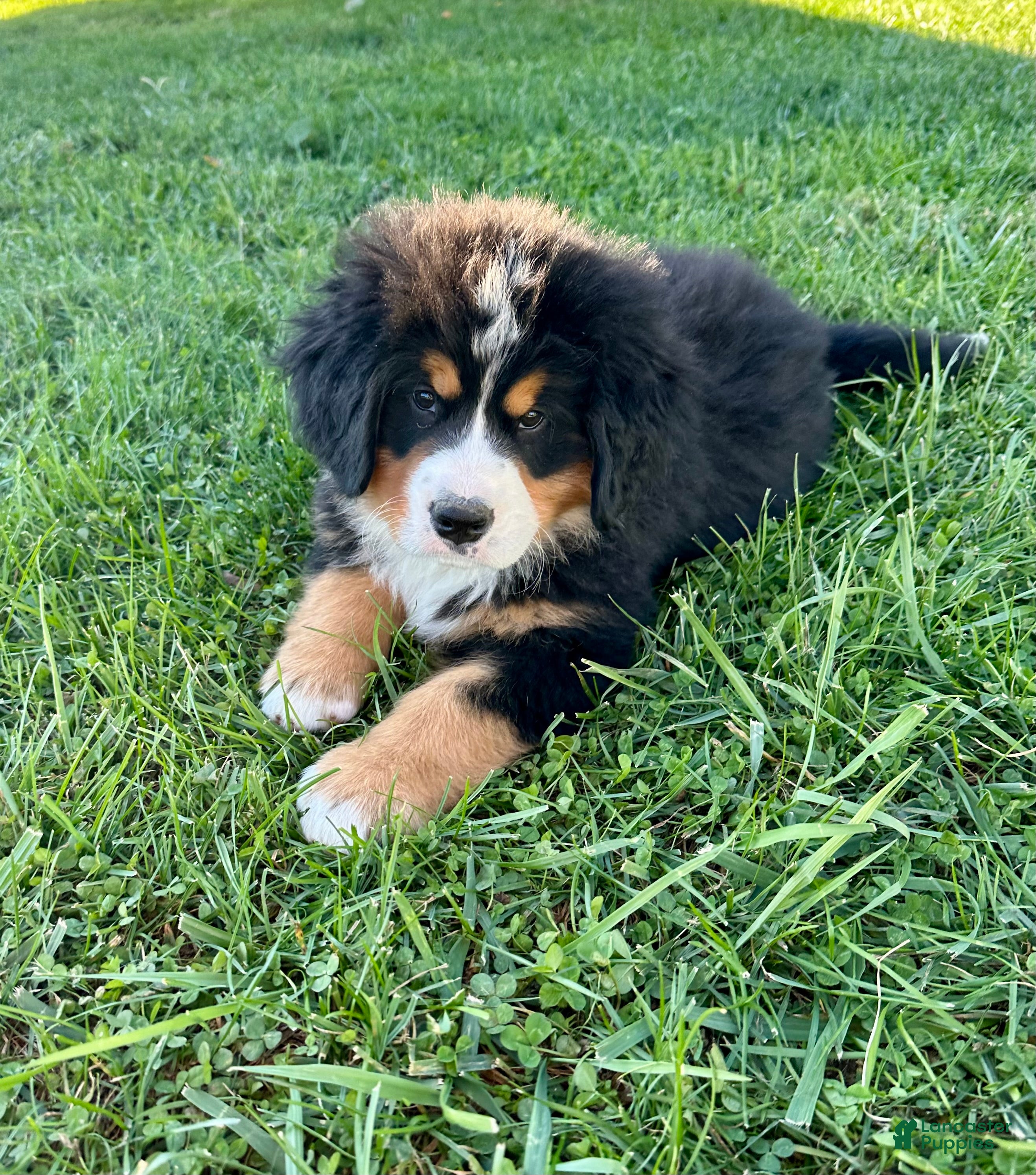 Bernese Mountain Dog dogs Raine  - Ad 2