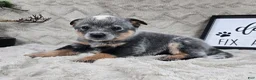 Australian Cattle Dog dogs for sale: Henry - Ad 8
