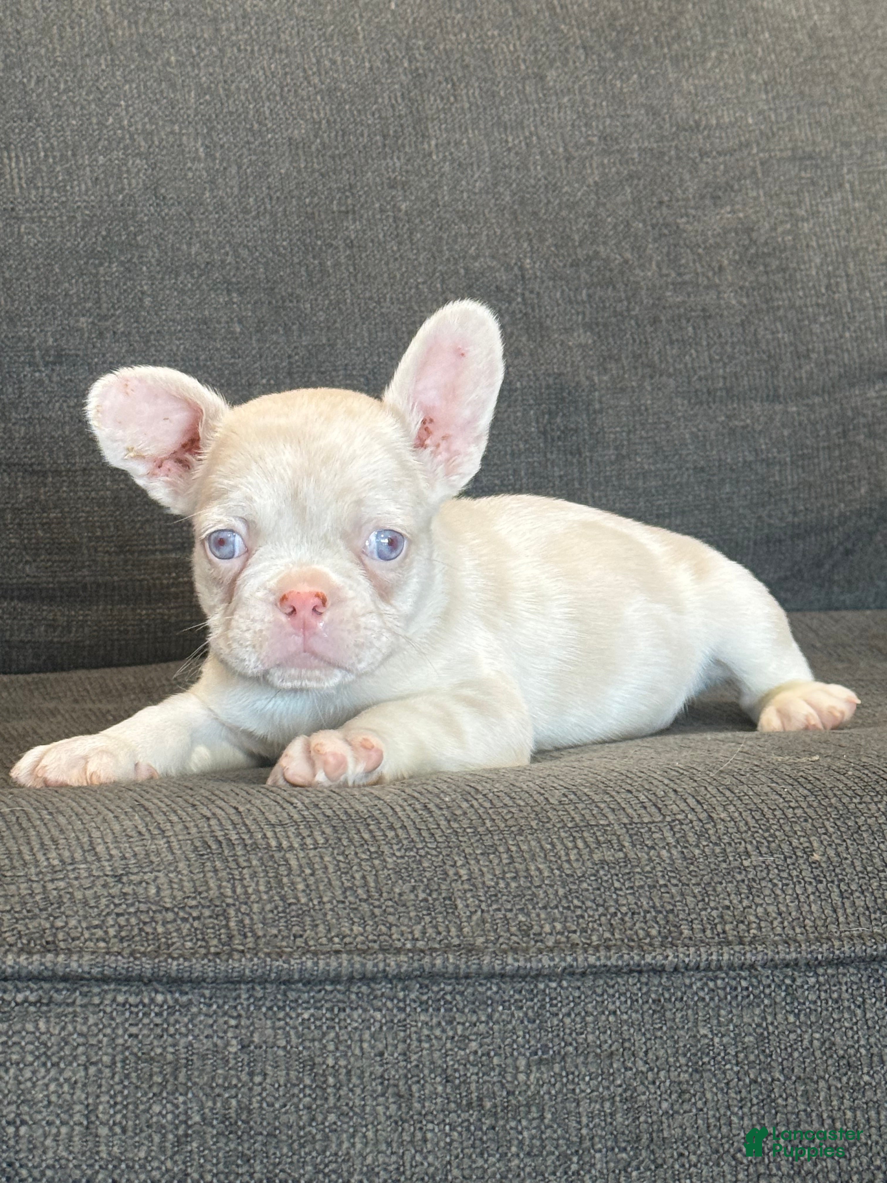 French Bulldog dogs Cheeto - Ad 2