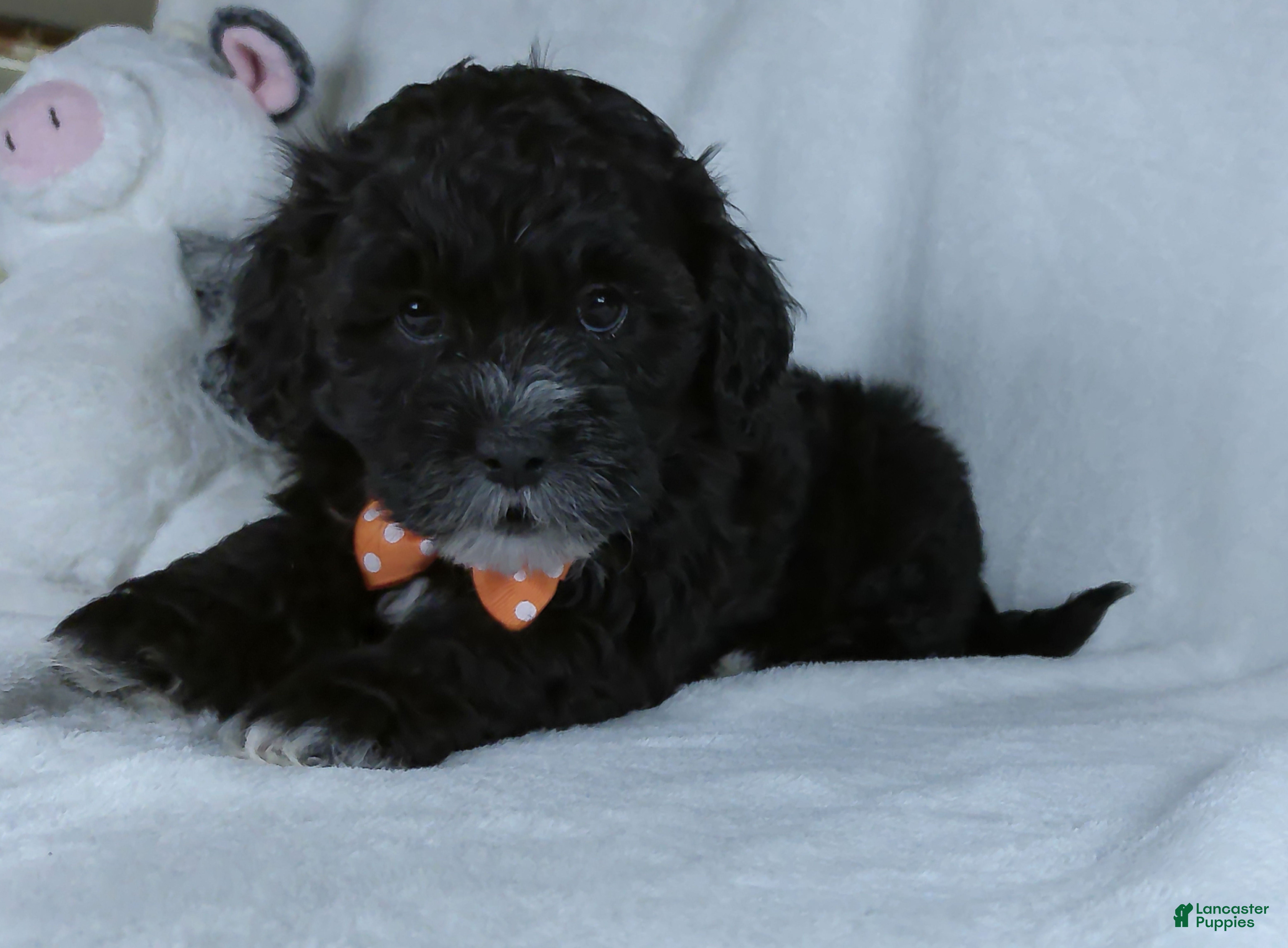 Shihpoo dogs Oreo - Ad 2