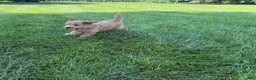 Mini Goldendoodle dogs for sale: Lexi Mini Goldendoodle  - Ad 9