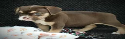 Beabull dogs for sale: Tootsie - Ad 3