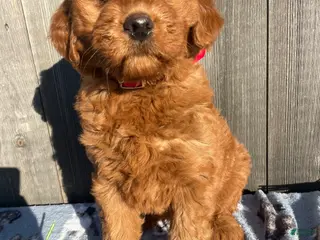 Mini Goldendoodle dogs Champ - Ad 37