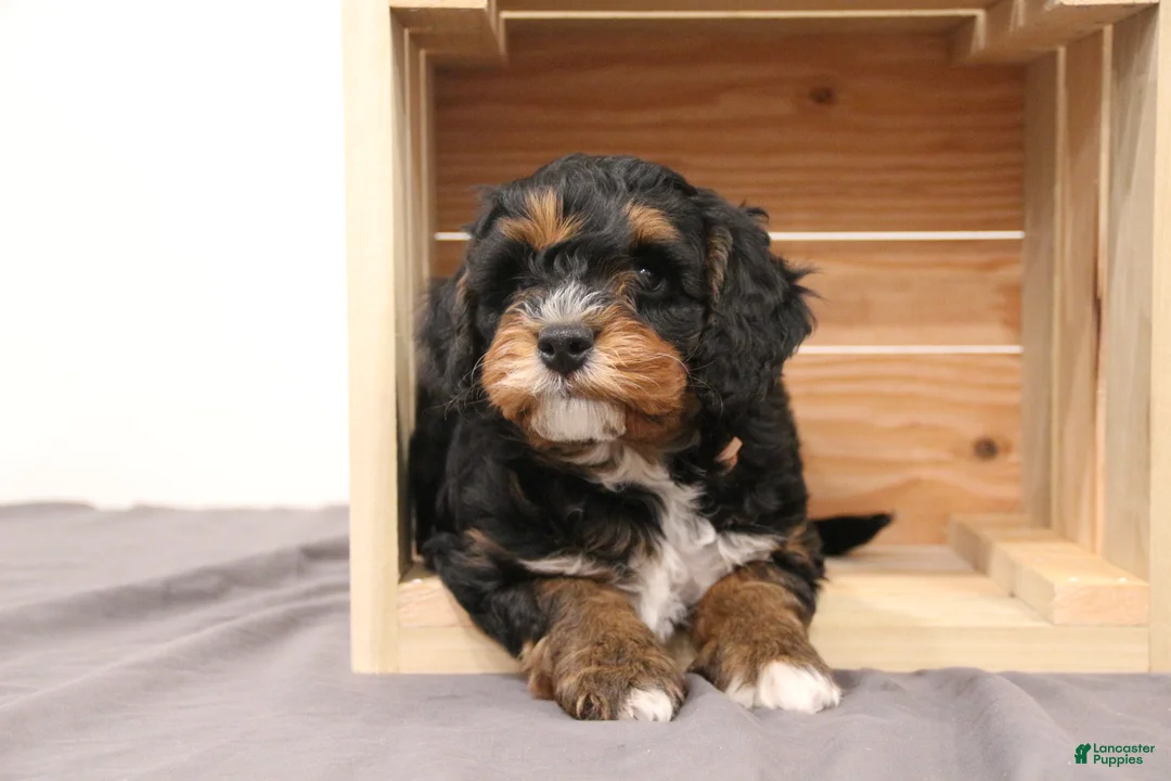 Mini Bernedoodle dogs for sale: Chase - Ad 2