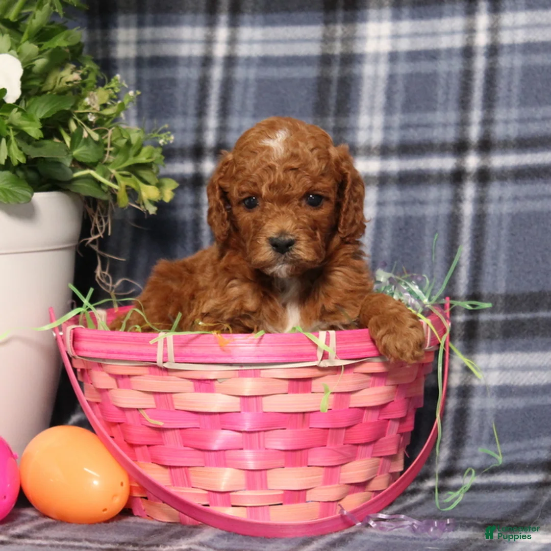 Miniature Poodle dogs for sale: Landon - Ad 2