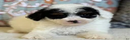 Miniature Poodle dogs for sale: Elton - Ad 11